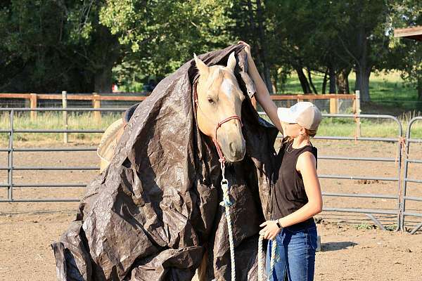 athletic-quarter-horse