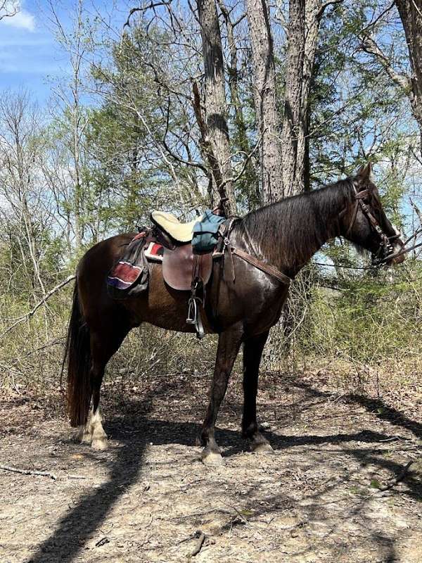all-tennessee-walking-pony
