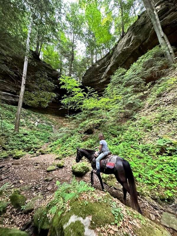 amazing-tennessee-walking-pony