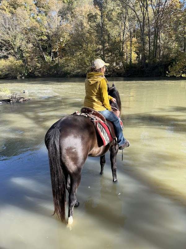 anything-tennessee-walking-pony