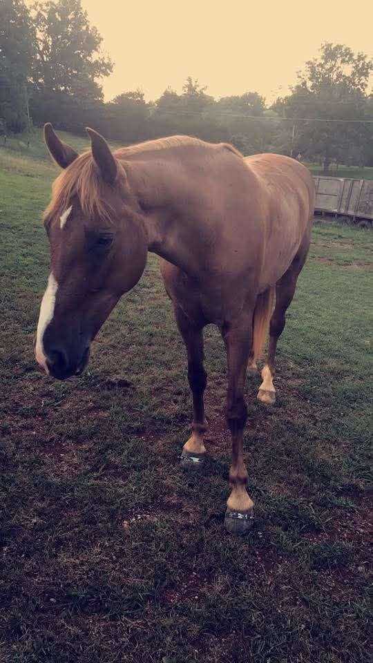 all-around-tennessee-walking-horse