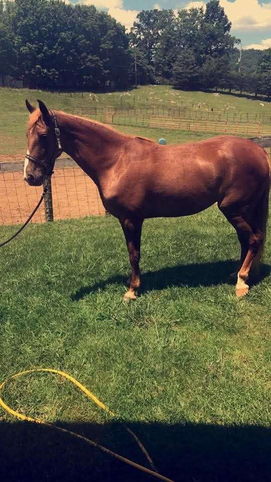 finished-tennessee-walking-horse