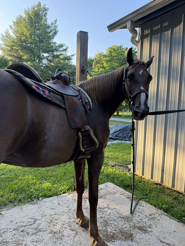 ridden-english-tennessee-walking-horse