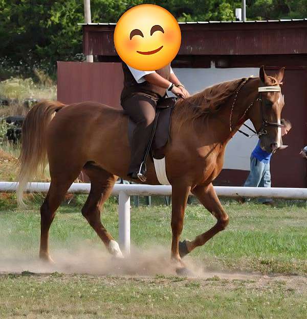 gaited-tennessee-walking-horse