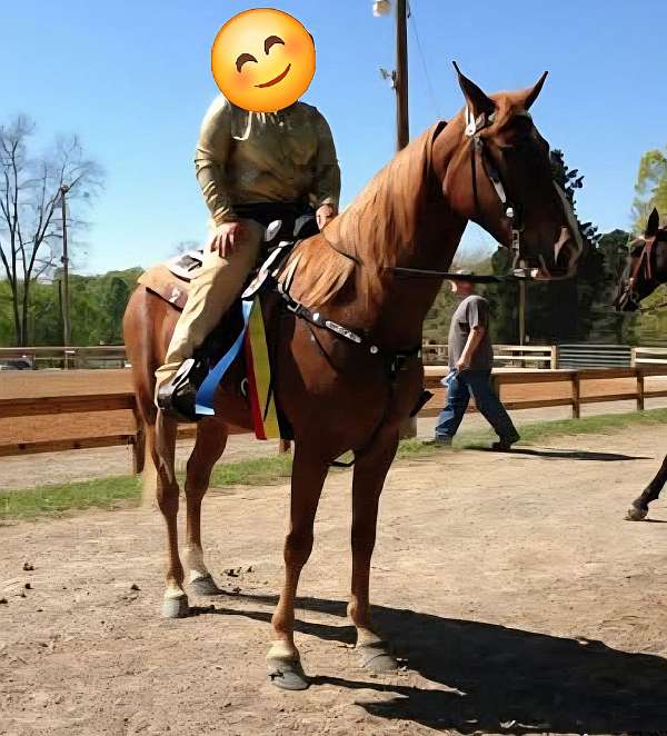 lesson-tennessee-walking-horse