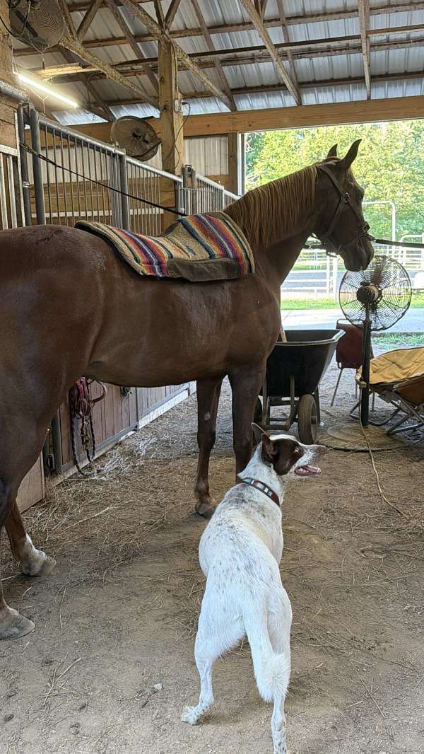 ridden-western-tennessee-walking-horse