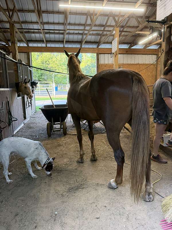 saddle-seat-tennessee-walking-horse