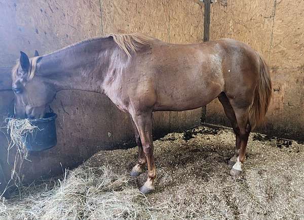 show-experience-tennessee-walking-horse