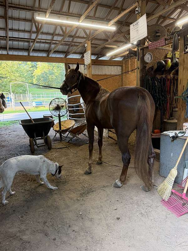 trained-tennessee-walking-horse
