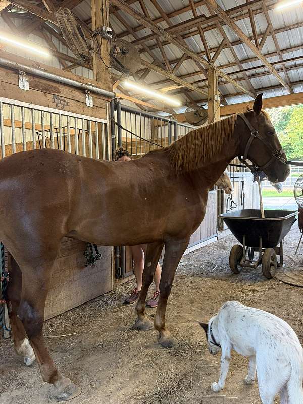 western-riding-tennessee-walking-horse