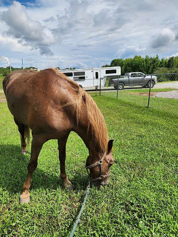 trail-riding-tennessee-walking-horse