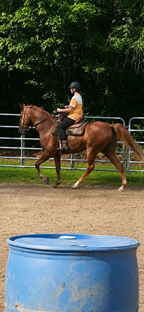 free-breeding-tennessee-walking-horse