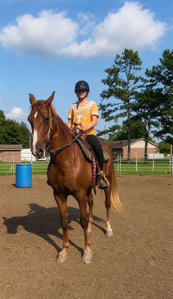 honest-tennessee-walking-horse