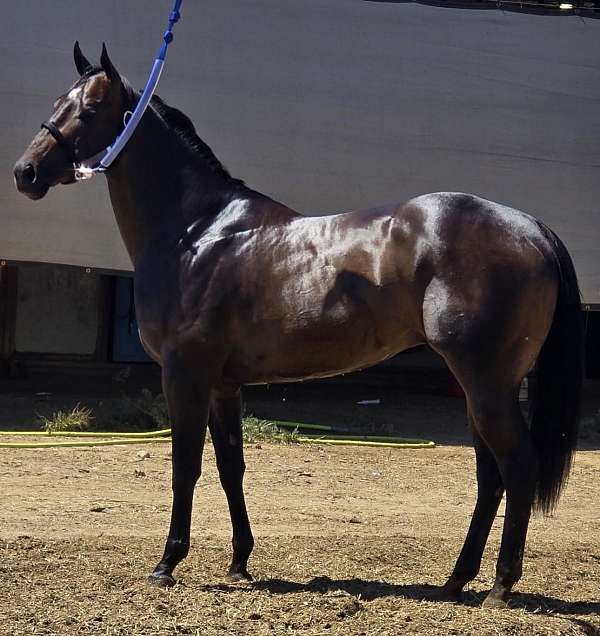 quarter-horse