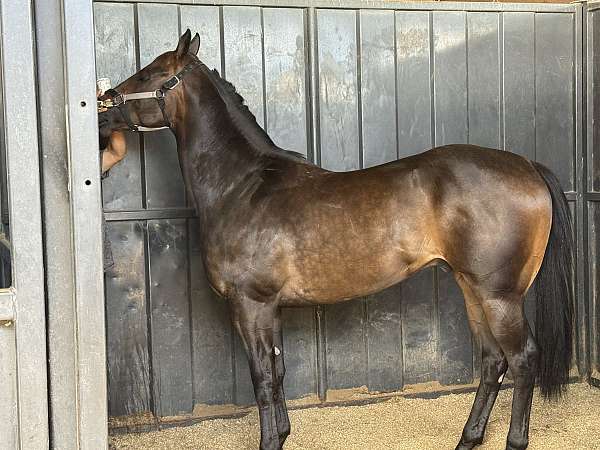 quarter-horse-for-sale