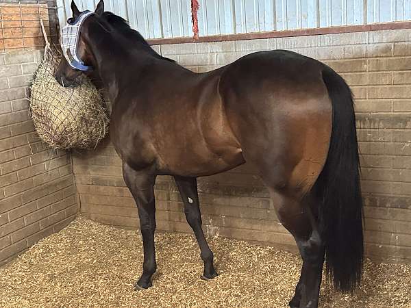 quarter-horse-gelding