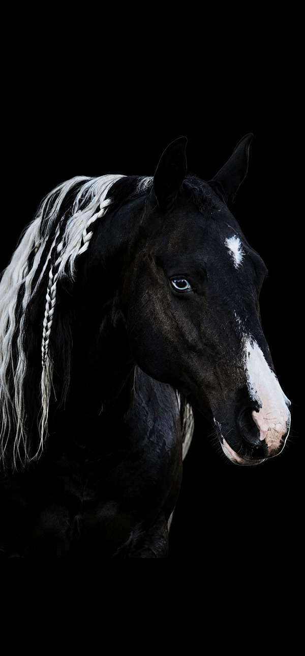 black-overo-fbhr-gelding
