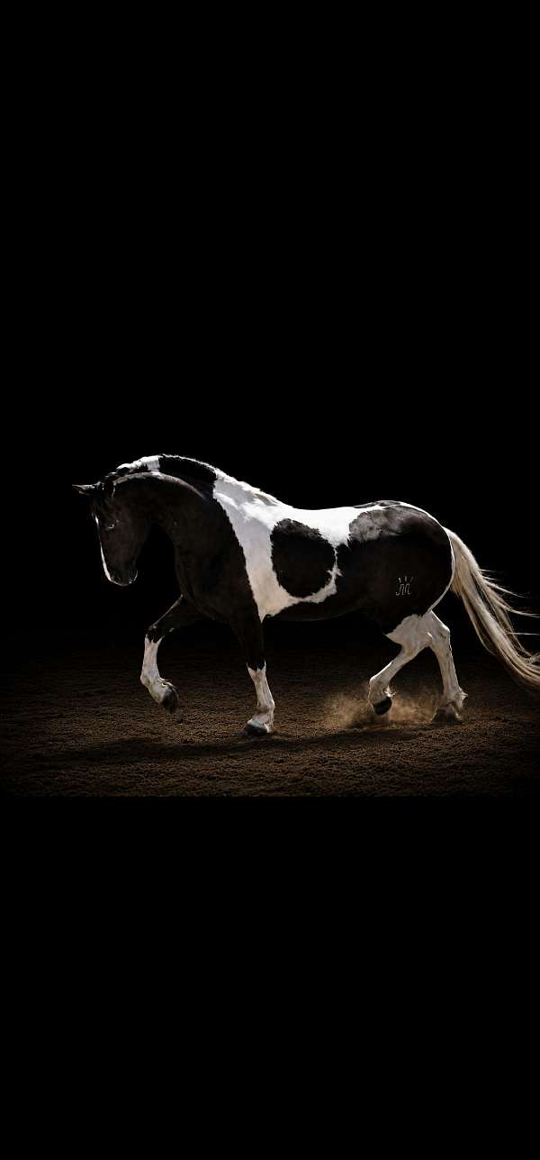 two-blue-eyes-horse