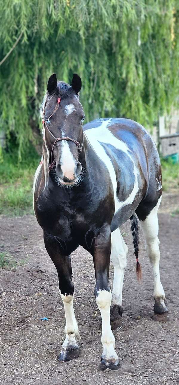 black-overo-two-blue-eyes-horse