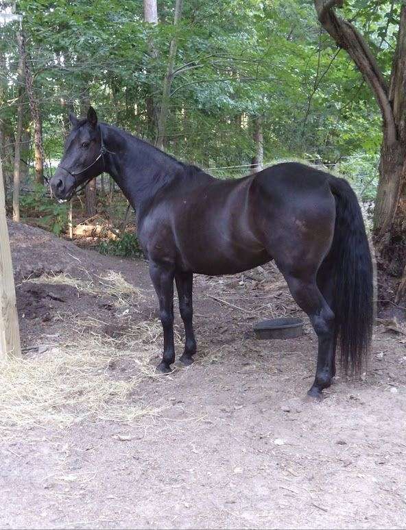 cross-tennessee-walking-horse