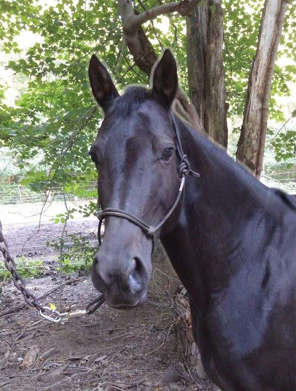 dappled-tennessee-walking-horse