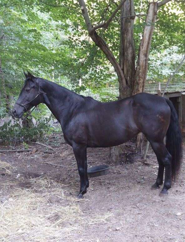 trail-tennessee-walking-horse