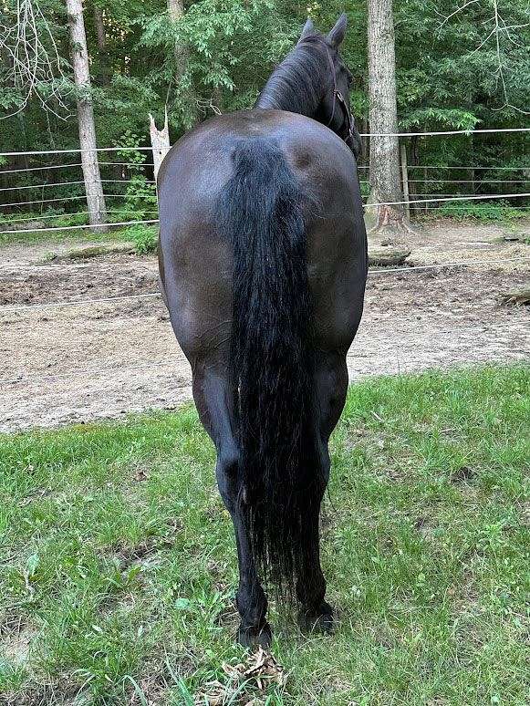 liver-chestnut-tennessee-walking-mare