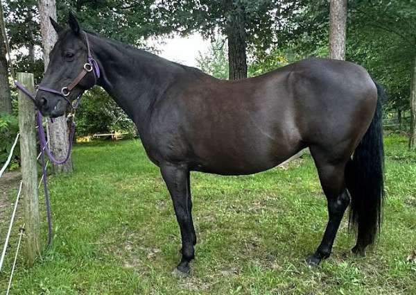 liver-chestnut-cross-horse