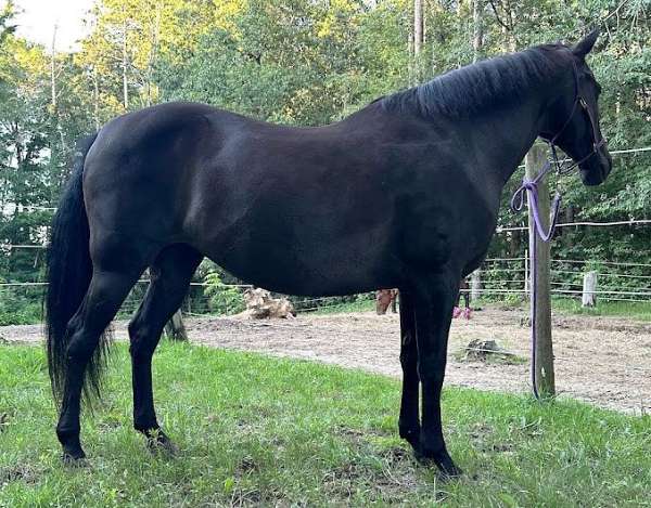 liver-chestnut-dappled-horse