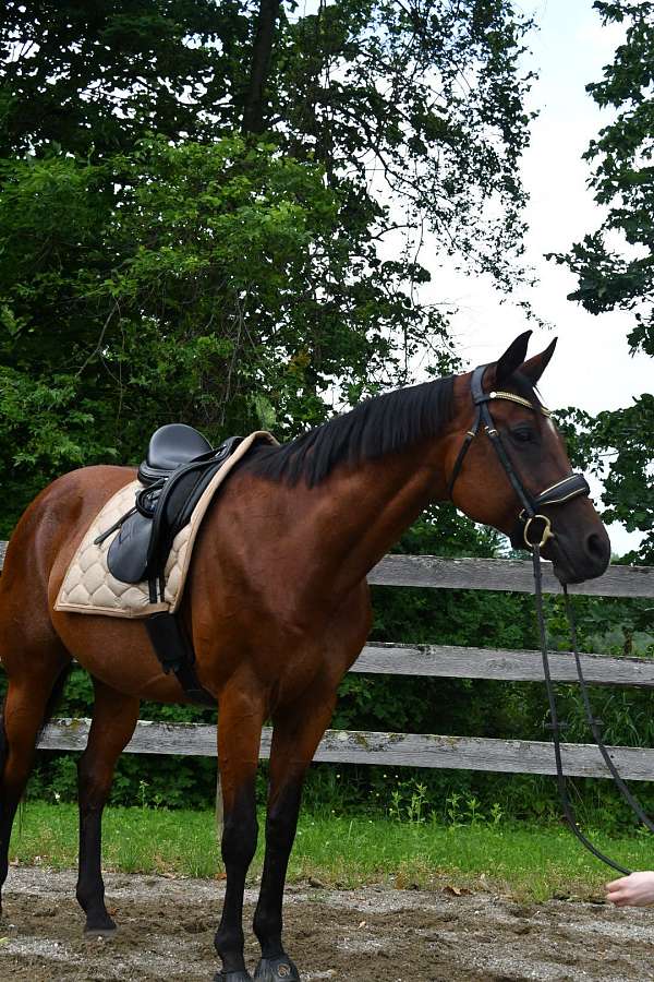 showmanship-appendix-quarter-horse