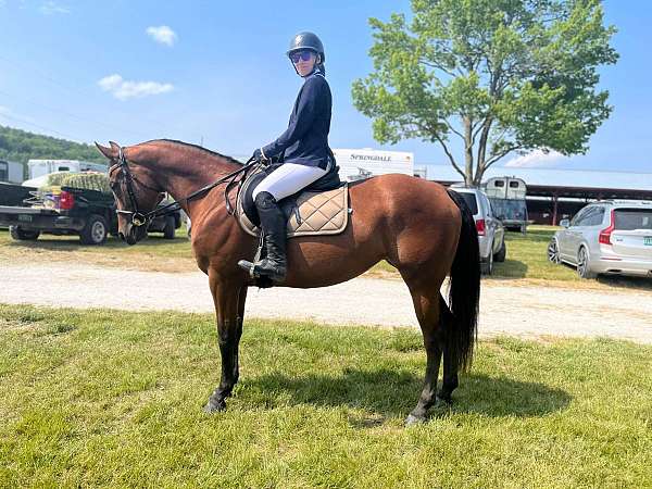 bay-appendix-quarter-horse-mare