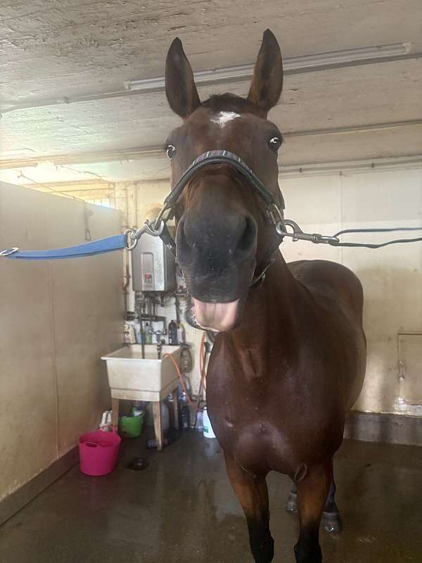 bay-roan-appendix-quarter-horse-mare