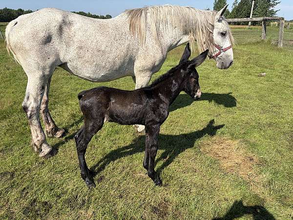 17-hand-mule-filly