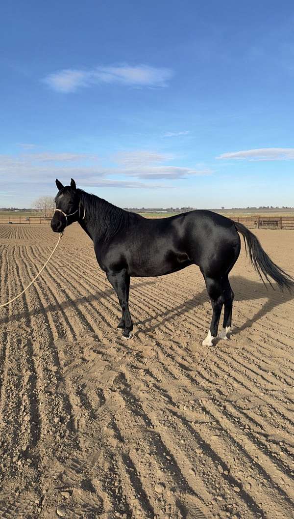 th-quarter-horse