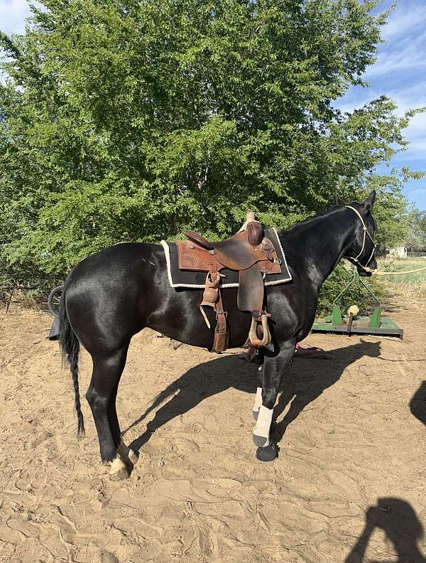 black-th-horse