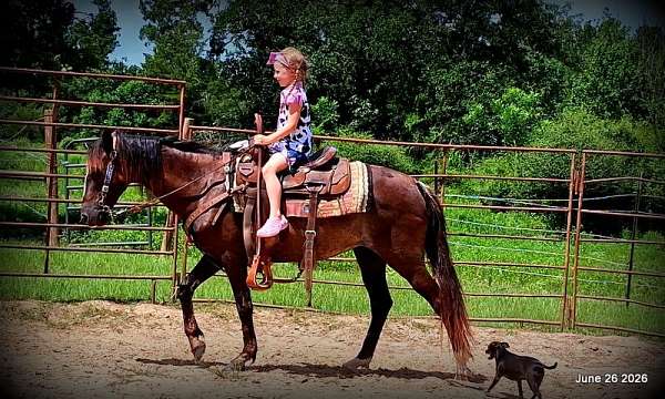 gaited-prospect-paso-fino-horse