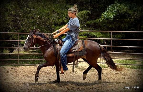 trail-prospect-paso-fino-horse