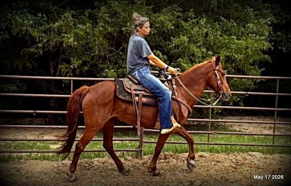 fun-trail-horse-paso-fino