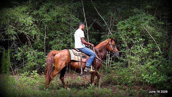 smooth-gaited-horse-paso-fino