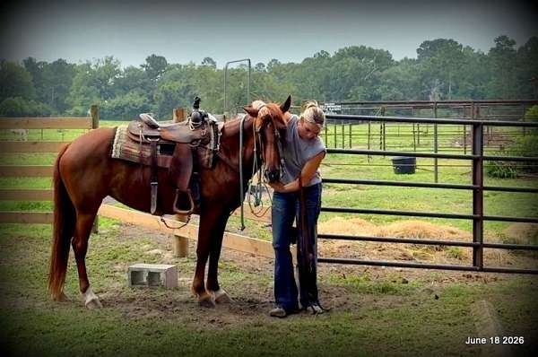 ranch-trail-horse-paso-fino