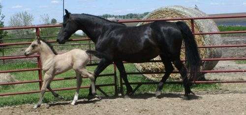competition-morgan-horse