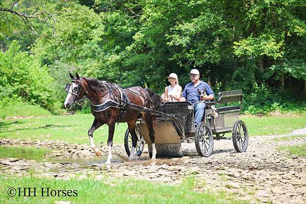 all-around-morgan-horse