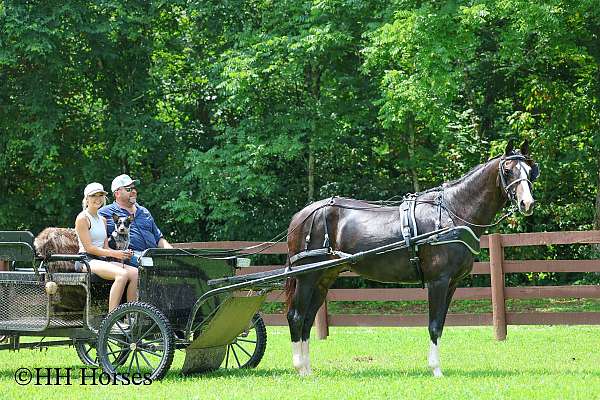 athletic-morgan-horse