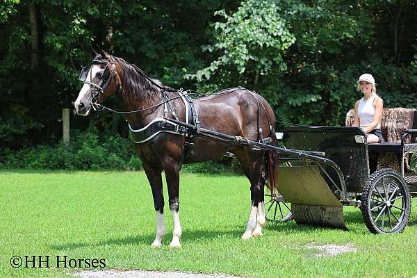 beginner-morgan-horse