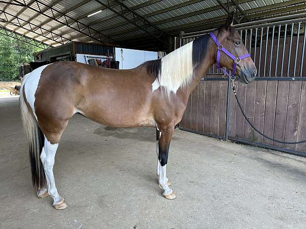barrel-racing-missouri-fox-trotter-horse