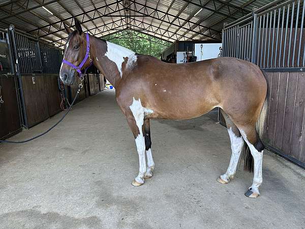 flashy-missouri-fox-trotter-horse