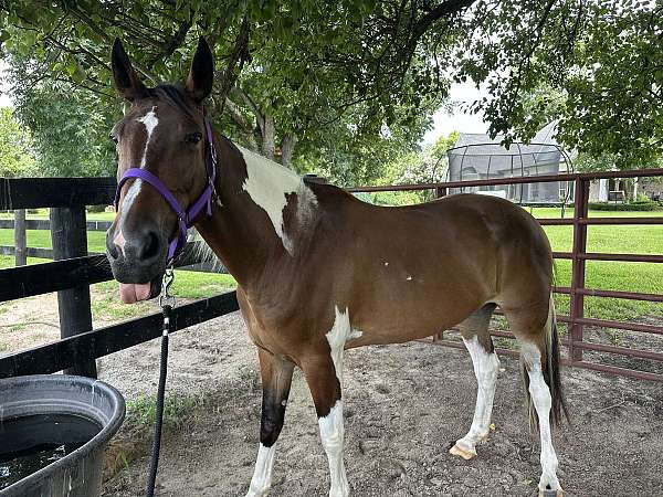 gaited-missouri-fox-trotter-horse