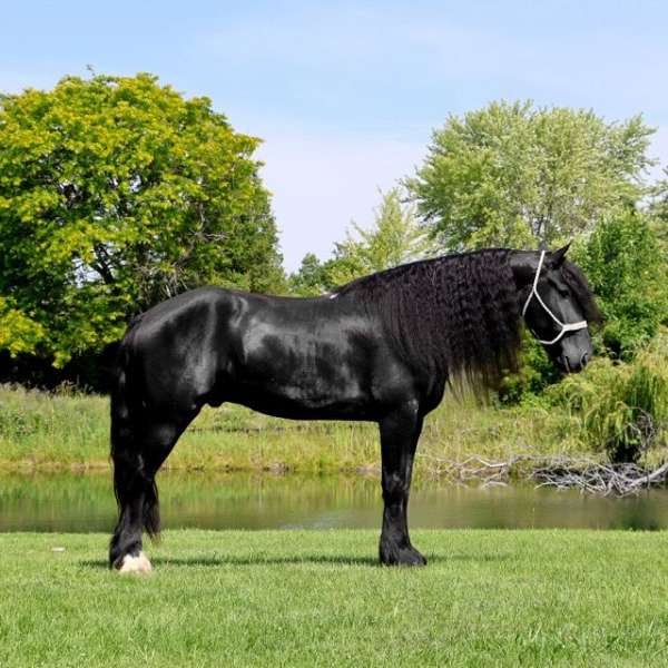 saddle-seat-mustang-horse