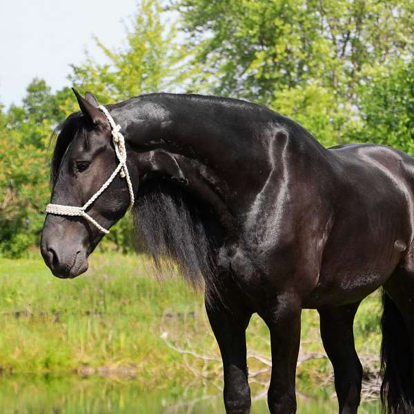 halter-mustang-horse
