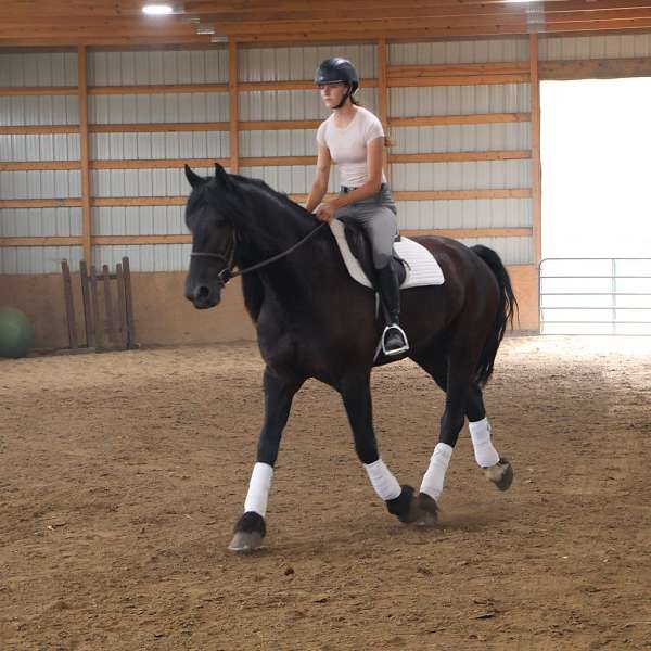 harness-mustang-horse